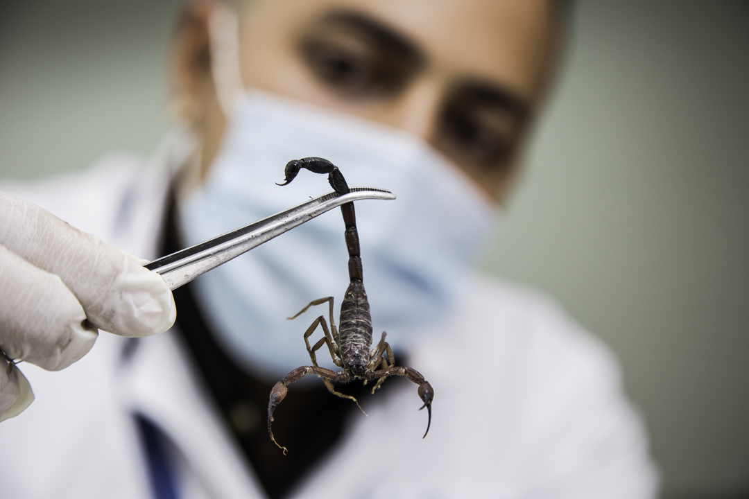 Investigadores venezolanos desarrollan nuevo antiveneno para tratar accidentes escorpiónicos